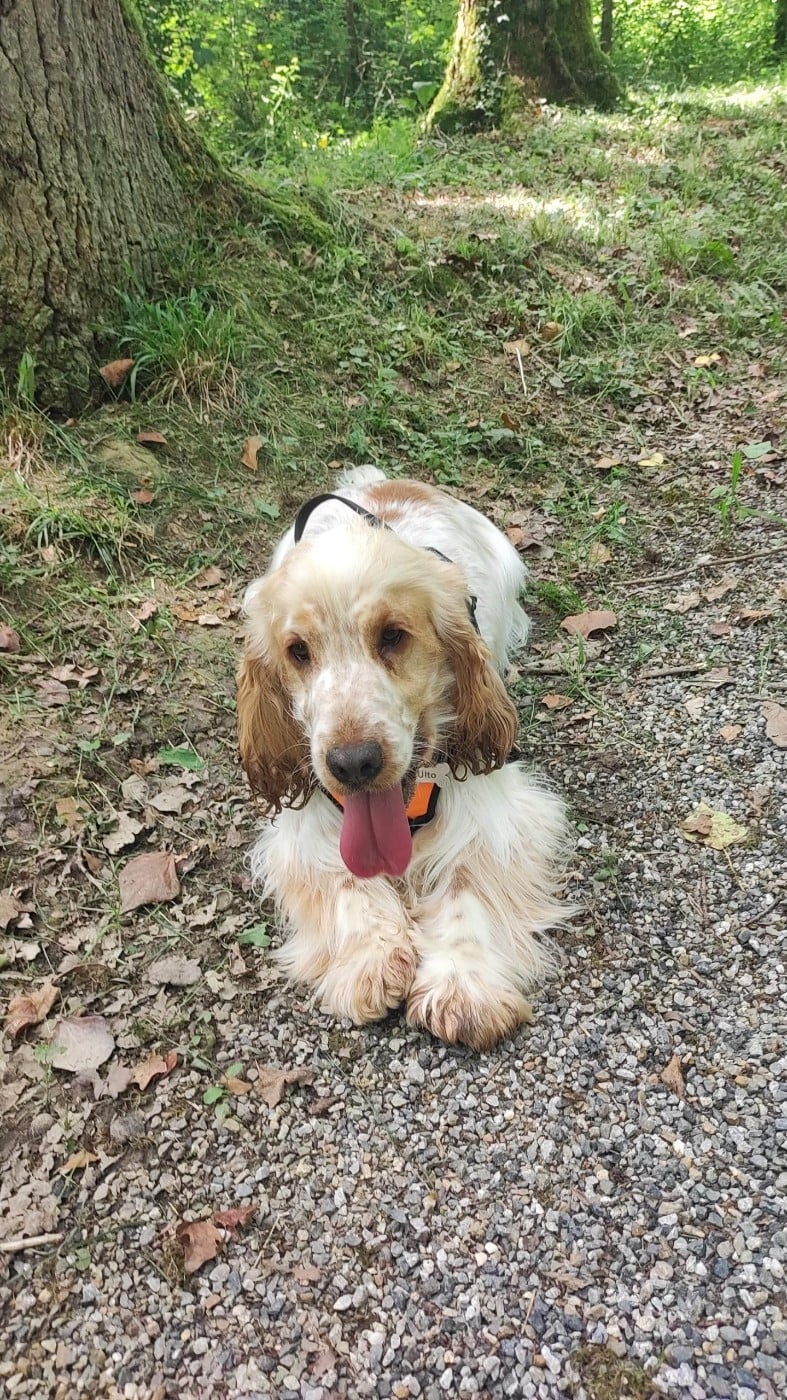 Ulto Elevage Familial Baraccocker