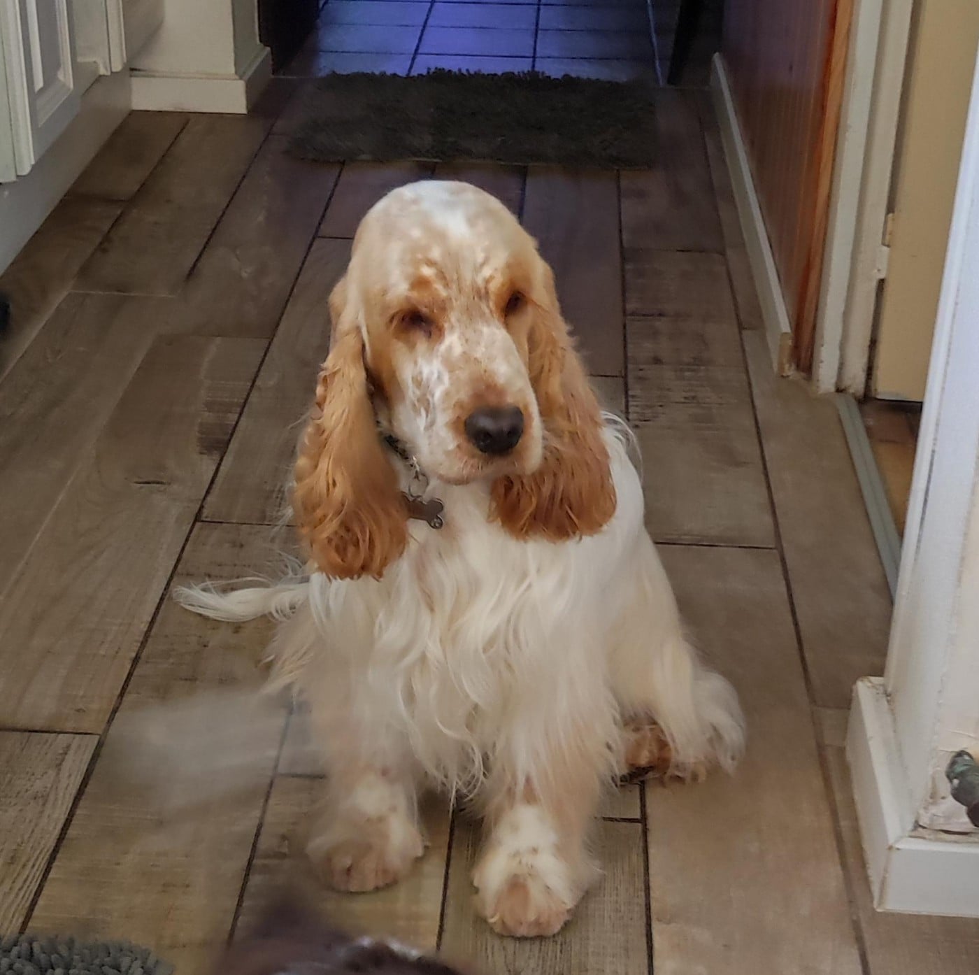 Ulto Elevage Familial Baraccocker