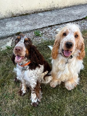 Elevage Familial Baraccocker