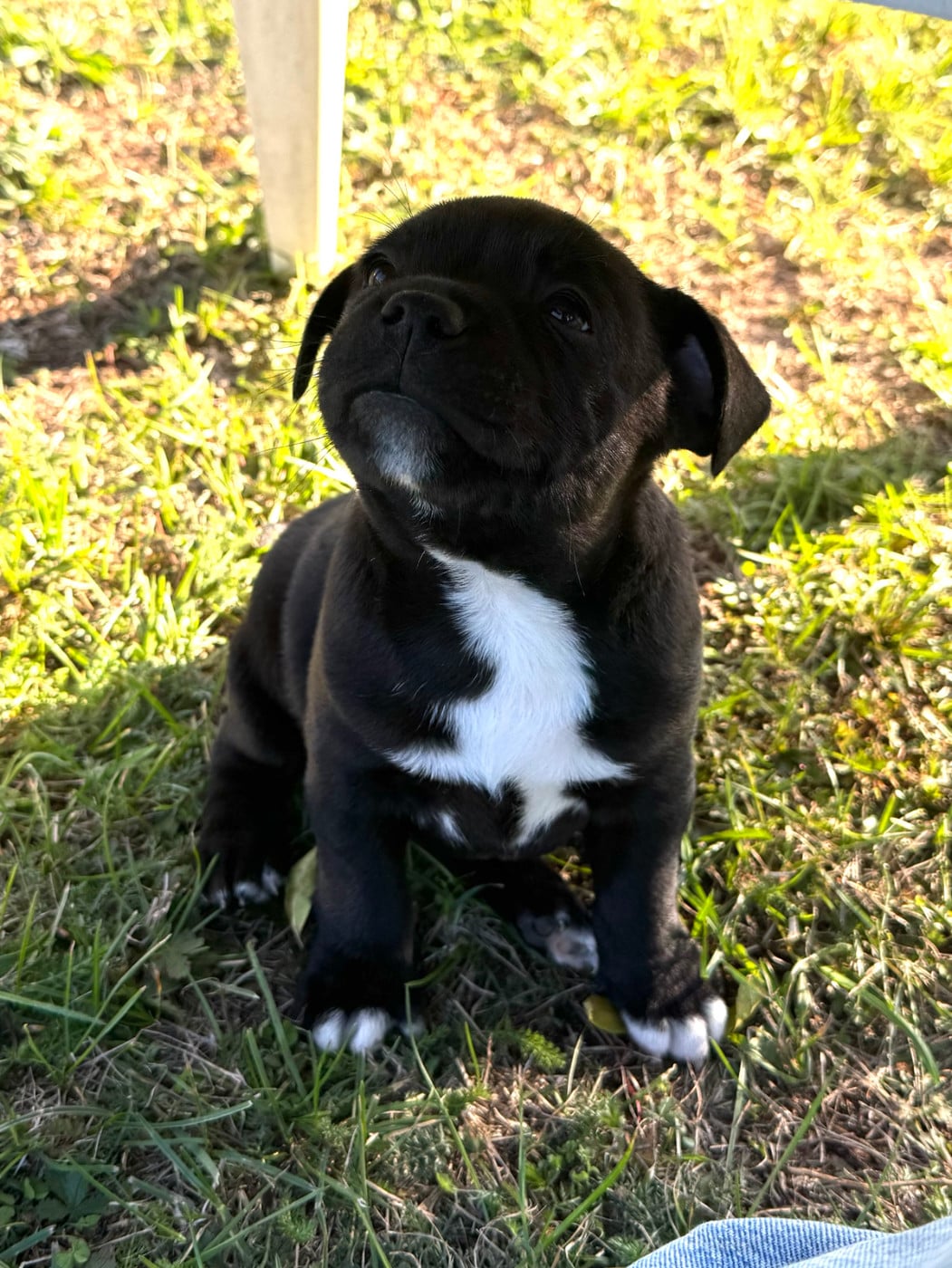 Bleach* of LNM s Gardian - Staffordshire Bull Terrier