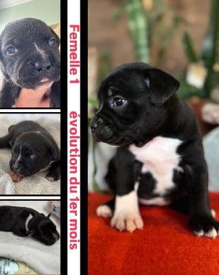 Les chiots de Staffordshire Bull Terrier