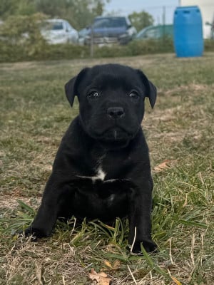 Les chiots de Staffordshire Bull Terrier