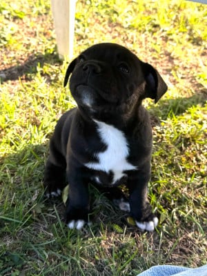 Les chiots de Staffordshire Bull Terrier