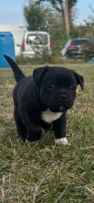 Les chiots de Staffordshire Bull Terrier