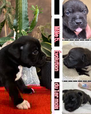 Les chiots de Staffordshire Bull Terrier