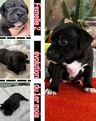 Les chiots de Staffordshire Bull Terrier