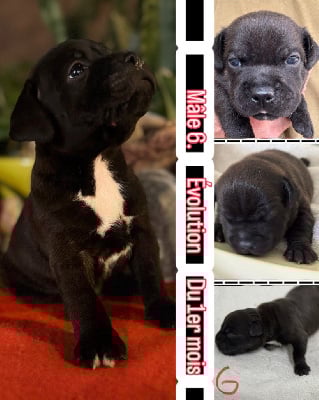 Les chiots de Staffordshire Bull Terrier
