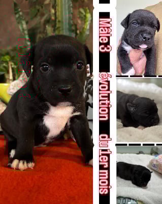 Les chiots de Staffordshire Bull Terrier