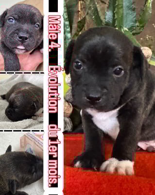 Les chiots de Staffordshire Bull Terrier