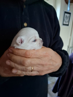 Les chiots de Chihuahua