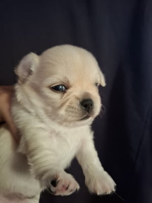 Chihuahua