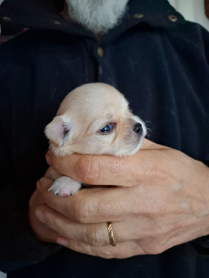 Les chiots de Chihuahua
