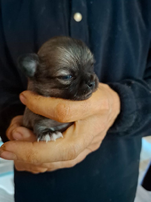 Les chiots de Chihuahua