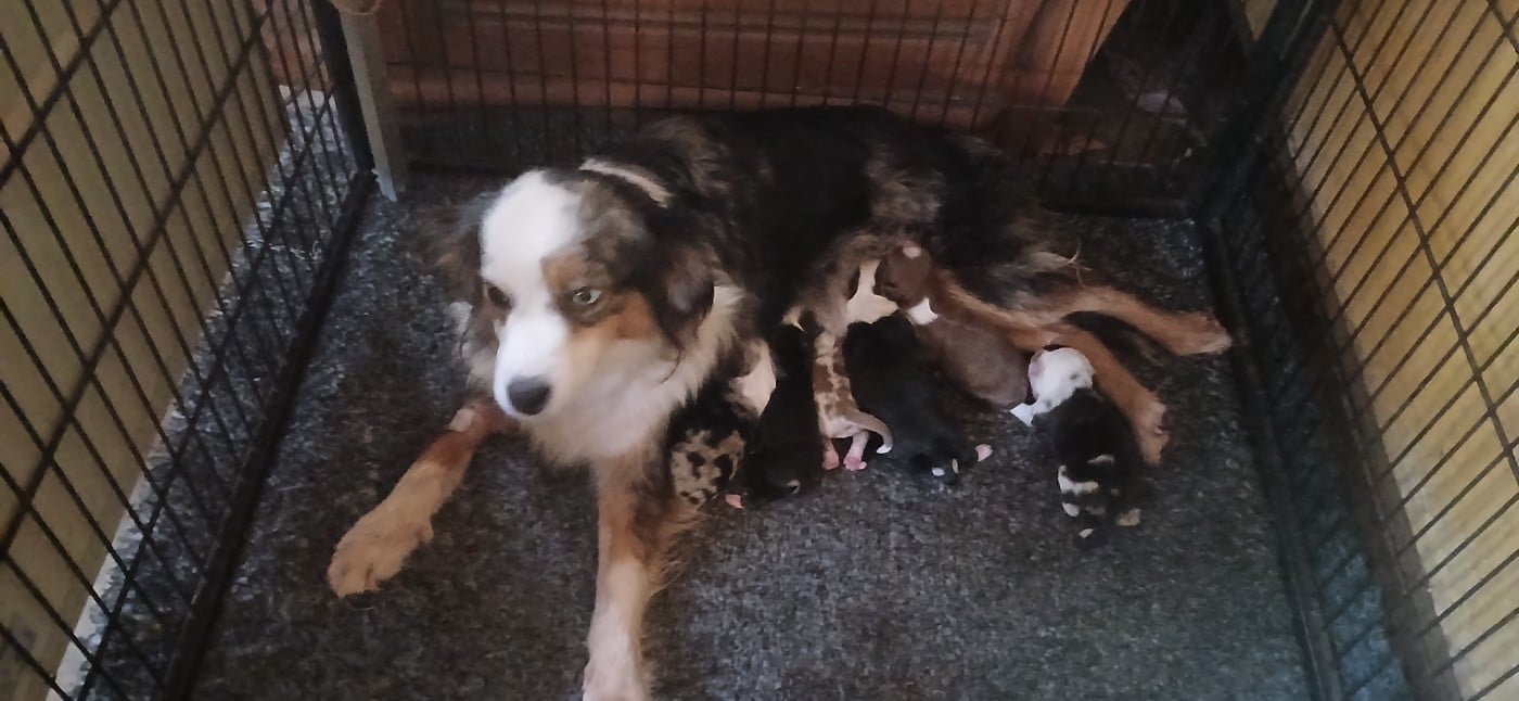 Berger Américain Miniature  - Du Royaume D’Aria