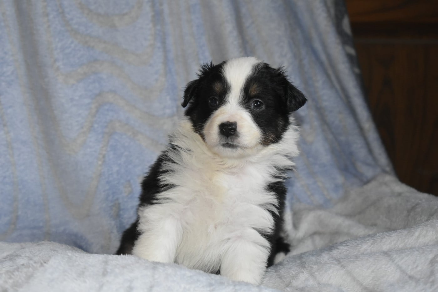 Femelle tricolore noir - Berger Américain Miniature 