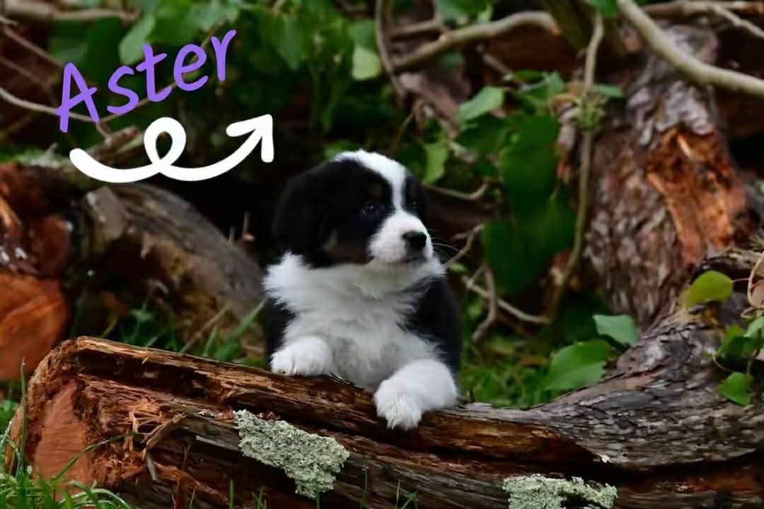 Berger Américain Miniature  - Du Royaume D’Aria