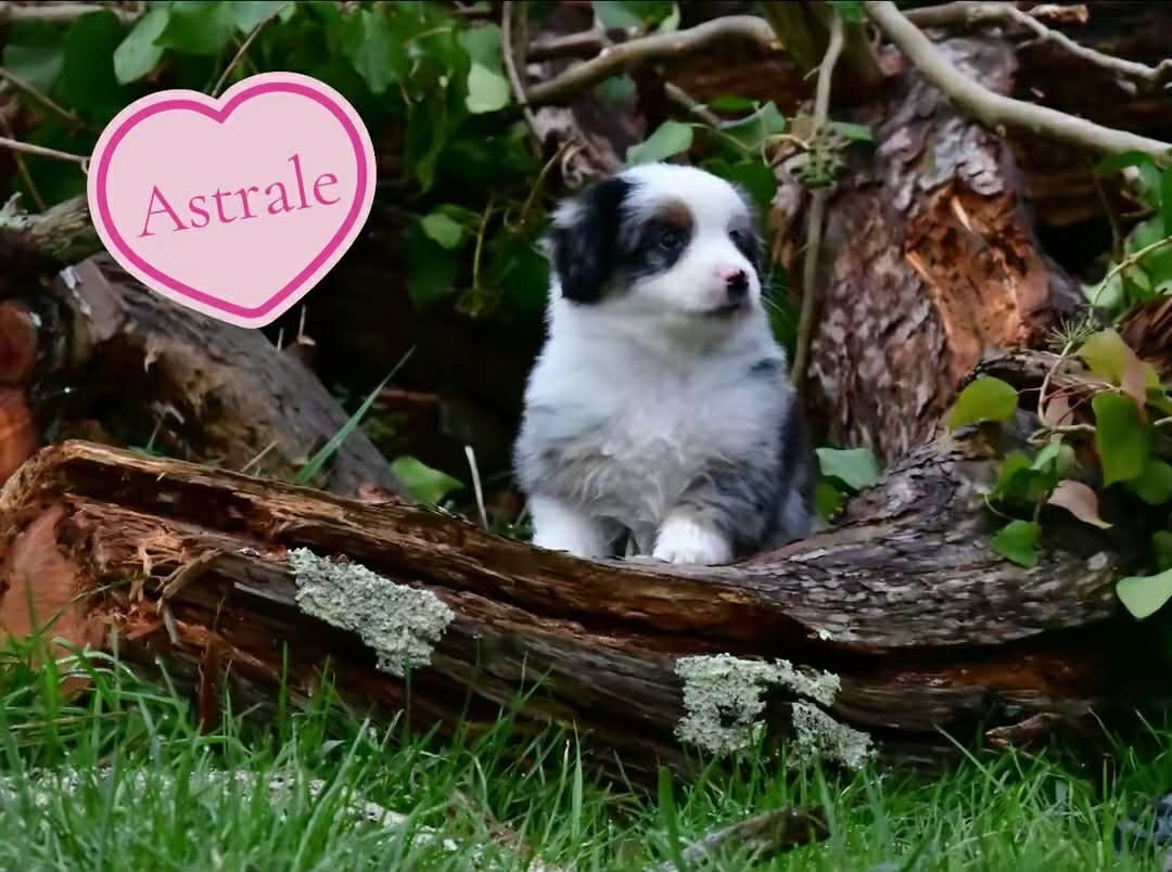 Berger Américain Miniature  - Du Royaume D’Aria