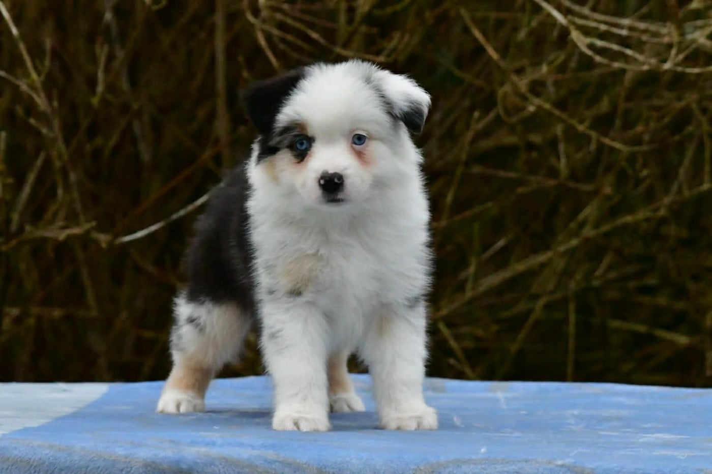 Berger Américain Miniature  - Du Royaume D’Aria