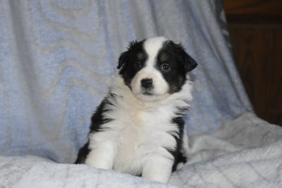 Berger Américain Miniature