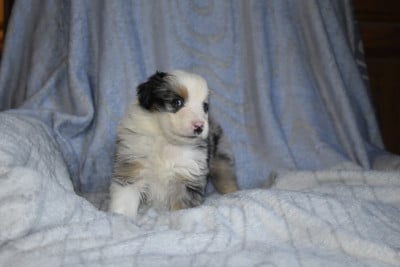 Femelle bleue merle - Berger Américain Miniature 