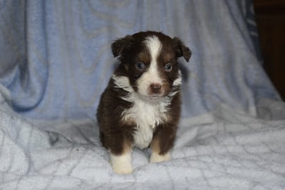 Mâle rouge tricolore - Berger Américain Miniature 