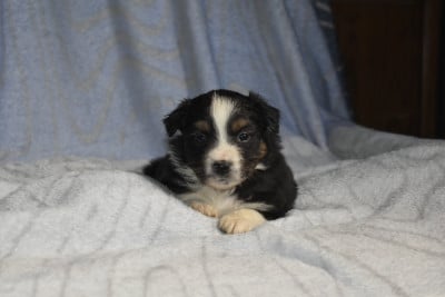 Mâle noir tricolore - Berger Américain Miniature 