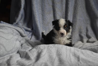 Mâle noir tricolore - Berger Américain Miniature 