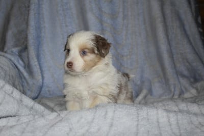 Les chiots de Berger Américain Miniature 