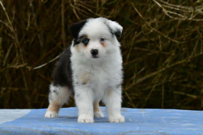 Les chiots de Berger Américain Miniature 