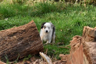 Les chiots de Berger Américain Miniature 