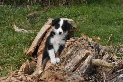 Les chiots de Berger Américain Miniature 