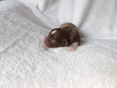 Les chiots de Berger Américain Miniature 