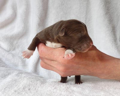 Les chiots de Berger Américain Miniature 