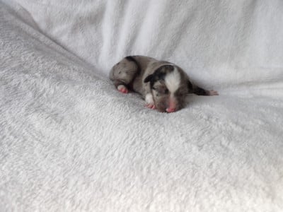 Les chiots de Berger Américain Miniature 