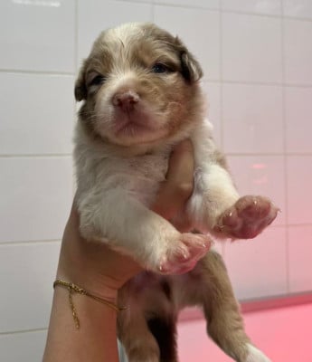 Les chiots de Berger Australien