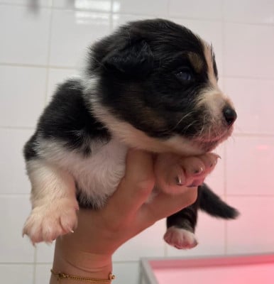 Les chiots de Berger Australien