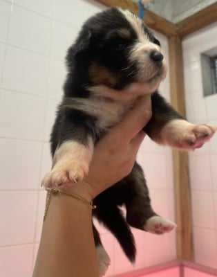 Les chiots de Berger Australien