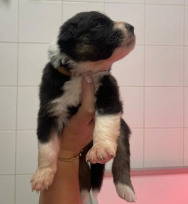 Les chiots de Berger Australien