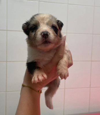 Les chiots de Berger Australien