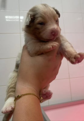 Les chiots de Berger Australien