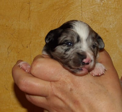 Les chiots de Berger Américain Miniature
