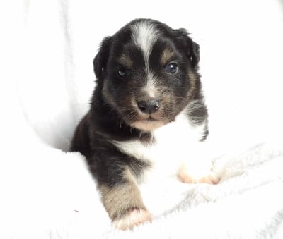 Les chiots de Berger Américain Miniature