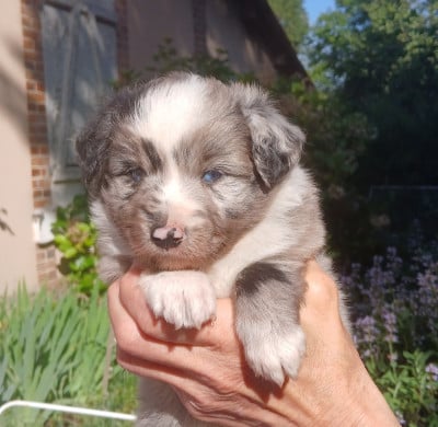 Les chiots de Berger Américain Miniature 