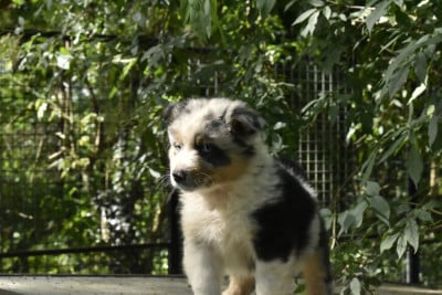 Les chiots de Berger Australien