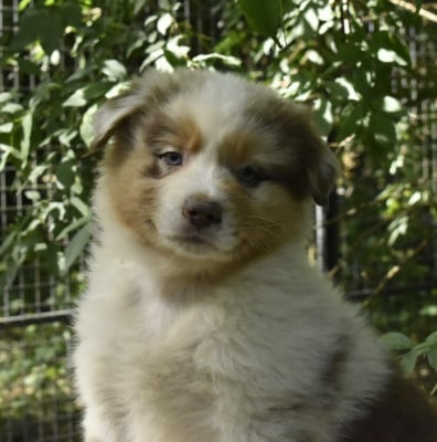 Les chiots de Berger Australien