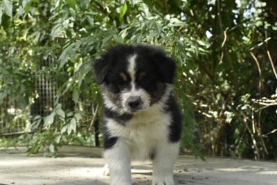 Les chiots de Berger Australien