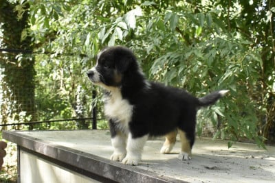 Les chiots de Berger Australien