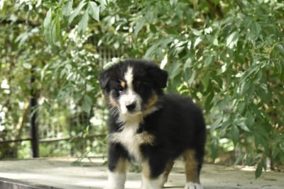 Les chiots de Berger Australien