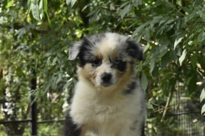 Les chiots de Berger Australien
