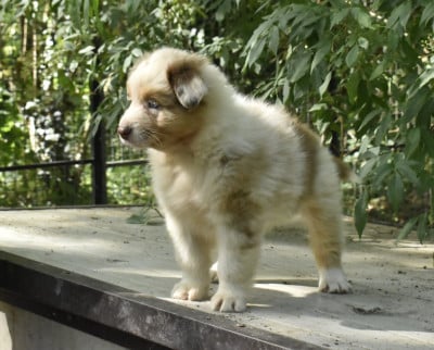 Les chiots de Berger Australien